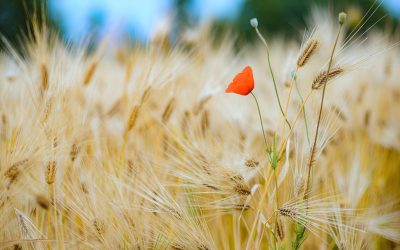 D’intelligence artificielle et de coquelicots